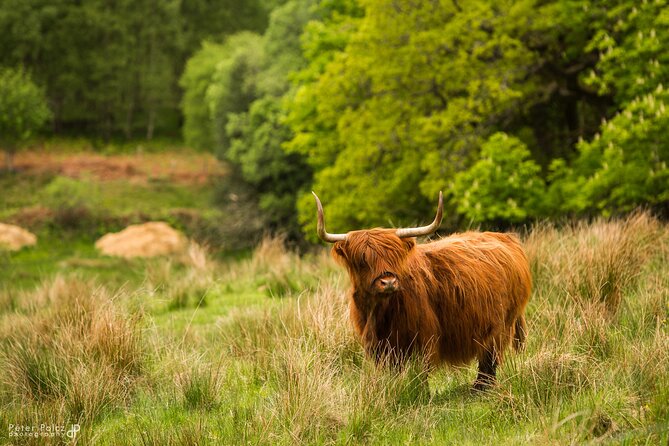 1-day Small Group Loch Ness Discovery Tour from Glasgow - Who will enjoy this tour most?