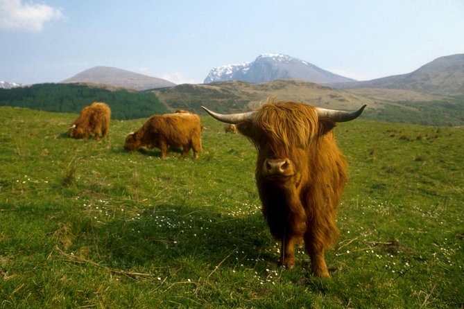 3-Day Isle of Skye, 'Hogwarts Express' Train and Highlands Tour - Day three: castles, rewilding, and Loch Ness