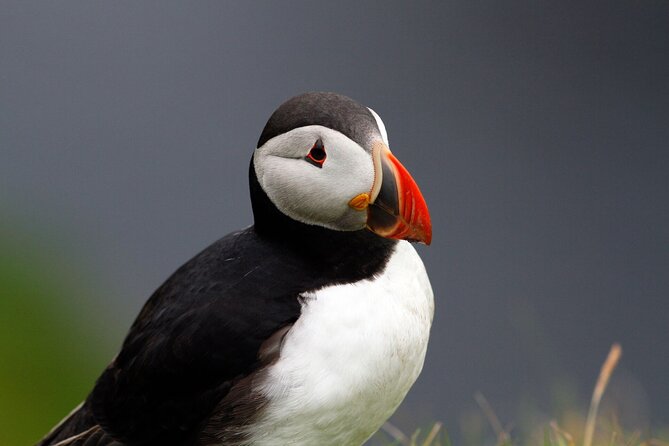 4 Day Mull, Iona and Staffa Puffin Experience from Edinburgh - Seven hours among Staffa, Lunga, and the Treshnish Isles