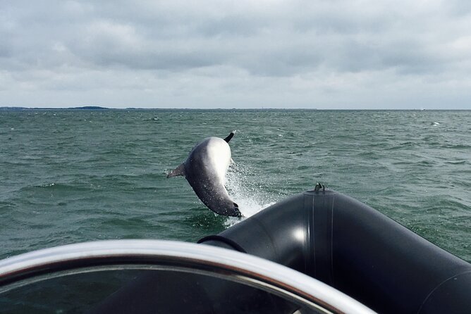 Boat Seafari Adventure - Looking for dolphins near the harbour
