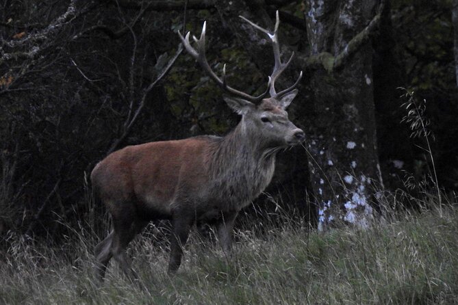 Discovery Wildlife Safari - Gareth’s guiding style and the value of local knowledge
