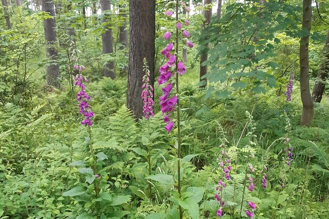 Fort William and Glencoe - Why this Highland day works from Inverness