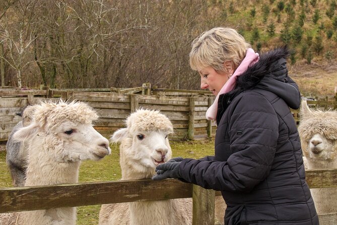 Fun and Educational Alpaca Experience in the Scottish Borders - Feeding the Alpacas, One Treat at a Time