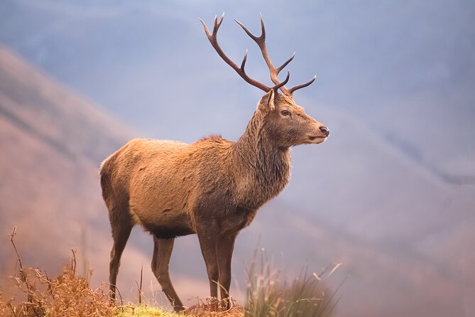 Glasgow: Glencoe & Oban Privately Guided Day Tour in Luxury MPV - Glencoe: the emotional center of the route