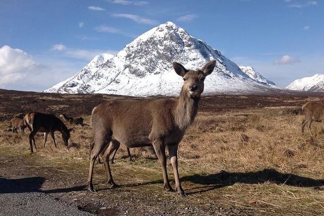Glasgow: Loch Ness, Glencoe, and the Highlands Day Tour - Passing Ben Nevis without climbing it