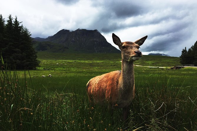 Glencoe & Highlands: Private Land Rover Tour - Rannoch Moor and Loch Tulla viewpoints