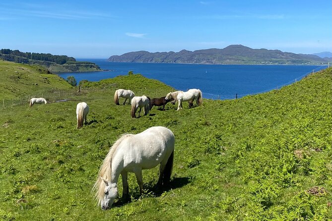 Guided Hebridean Farm Hike near Tobermory, Isle of Mull, Scotland - Climbing toward Meadow Ridge