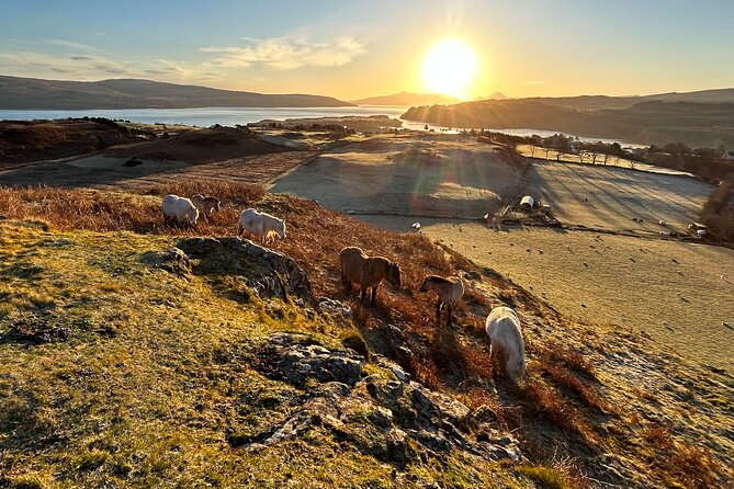 Guided Hebridean Farm Hike near Tobermory, Isle of Mull, Scotland - Why a private 90-minute walk can be good value