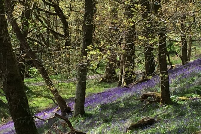 Half Day Loch Katrine Explorer Private Ebike Tour - Stronachlachar and the Pier Cafe lunch stop