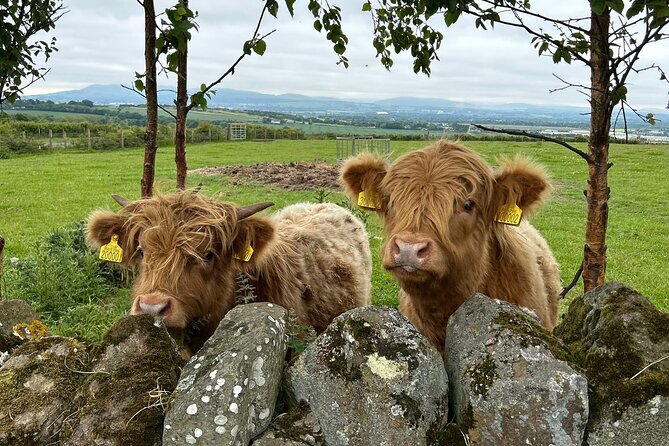 Highland Cows, Walk Alpacas & Scottish Wildlife Centre from Edin. - Meeting Highland cattle at Swanston Farm