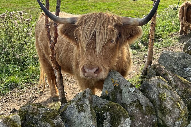 Highland Cows, Walk Alpacas & Scottish Wildlife Centre from Edin. - Alpaca trekking at Nith Valley Alpacas