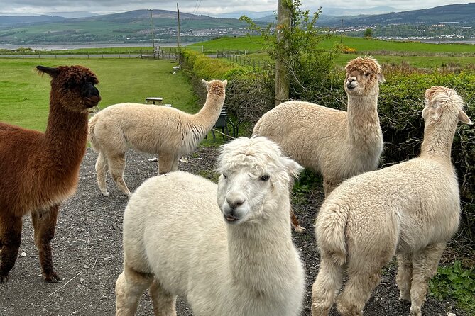 Highland Cows, Walk Alpacas & Scottish Wildlife Centre from Edin. - A castle seen in passing
