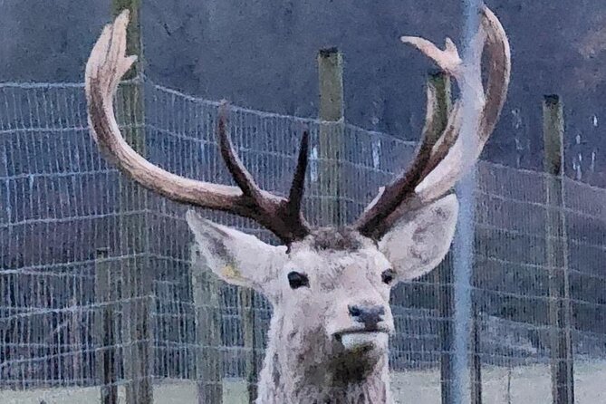 Highland Cows, Walk Alpacas & Scottish Wildlife Centre from Edin. - What the private vehicle adds