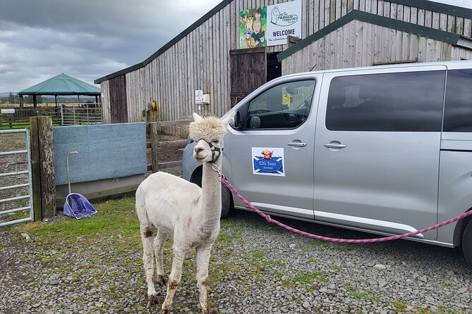 Highland Cows, Walk Alpacas & Scottish Wildlife Centre from Edin. - Scotland’s giant horse statues from the road