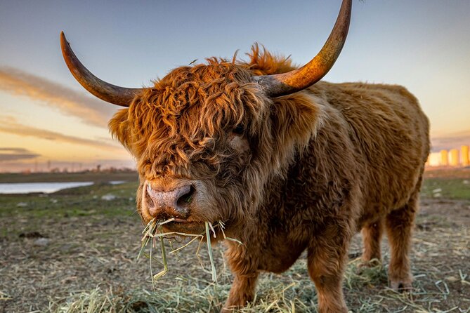 Highland Lochs & Castles Tour to Oban & Glencoe - Key points before you book