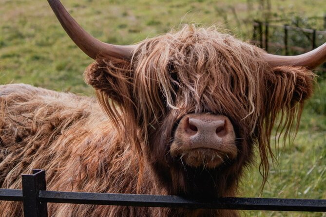 Highlands Cows Glencoe and Castles Private Tour from Glasgow - Rest and Be Thankful, then onward to Inveraray