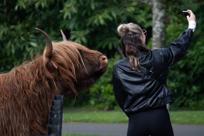 Highlands Cows Glencoe and Castles Private Tour from Glasgow - Castle Stalker on Loch Laich