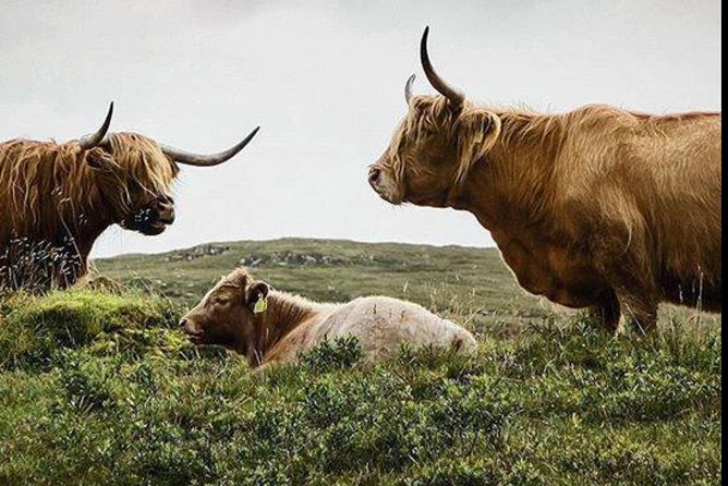 Highlands + Glencoe + Loch Ness Private Tour - What This Private Highlands Day Really Delivers