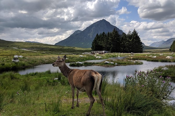 Highlands Private One Day Tour of Scotland - Meeting Hamish and Honey at Kilmahog