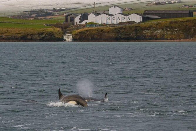 Historic Orkney Showcase Private Tour By a native Islander - Skara Brae, Orkney’s essential prehistoric stop