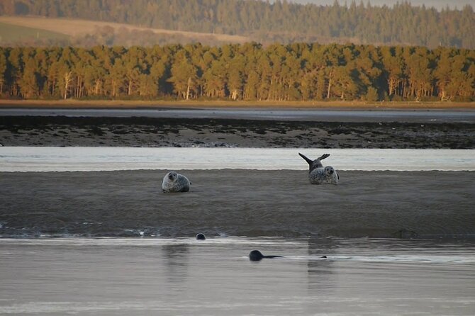 Invergordon cruise excursion Small Group Dunrobin Castle & More - Loch Fleet: seals, sandbanks, and a quiet coastal pause