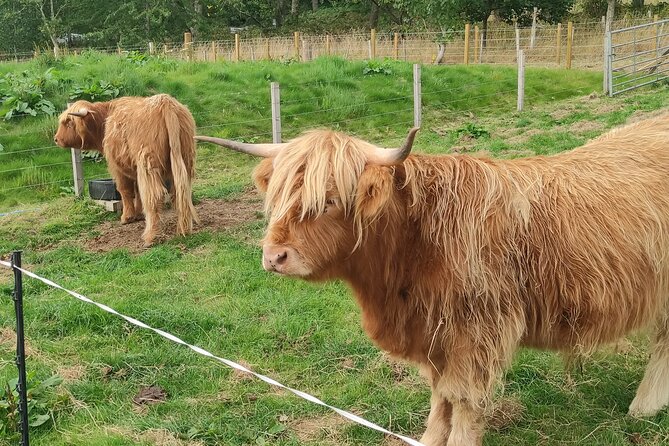 Invergordon Shore Excursion Highland Bucket List Tour - Price, extra fees, and overall value