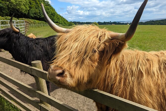 Loch Lomond, Highland Cows, Victorian Town, Castle Half-Day Tour - Luss: a short walk beside Loch Lomond