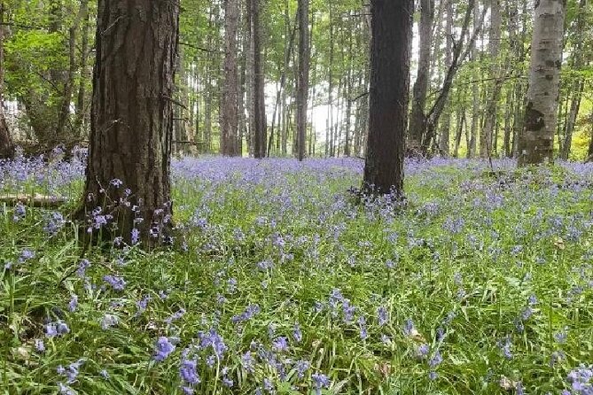 Loch Ness, Culloden, Clava and whisky/gin tour from Inverness. - Inverness in 30 minutes