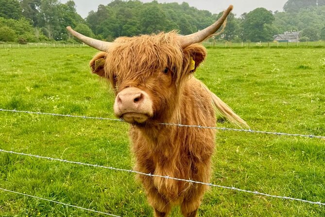 Loch Ness, Culloden, Clava and whisky/gin tour from Inverness. - Beauly, its priory, and Highland cattle