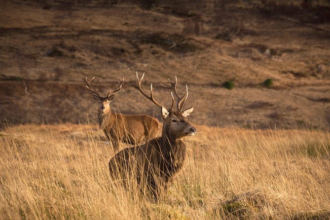 Loch Ness, Scottish Highlands, Glencoe and Pitlochry Tour - The coach, comfort breaks, and pace