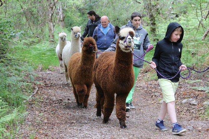 Loch Ness with Castles, Beaches, Mountains and MONSTERS - The alpaca option is more than a quick photo