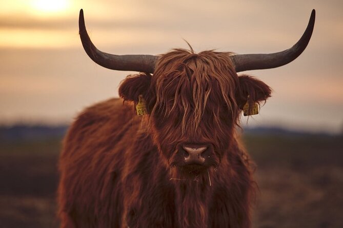 Luxury Private Tour of The Highlands & Loch Ness from Edinburgh - Kilmahog and the Hairy Coos