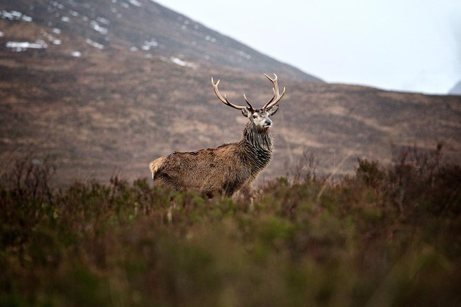 Private Glencoe Driving Tour from Edinburgh - Loch Tulla is short, sharp, and photogenic