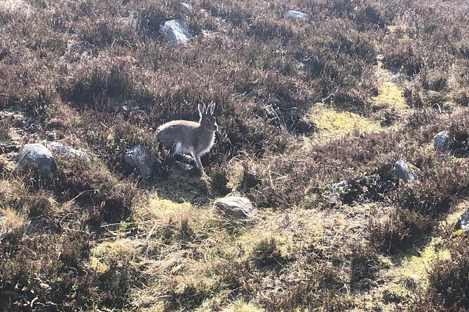 Private Guided Mountain Walking Experience in the Cairngorms - What the $196.08 Price Buys You