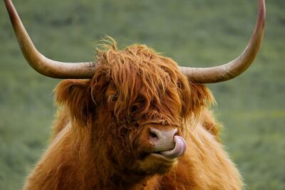 Private Luxury Mini Highlands Tour From Edinburgh – Braveheart