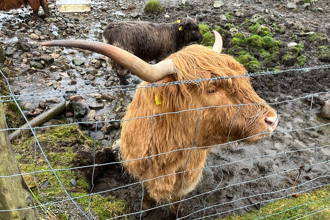 Private Scottish Highlands and Loch Ness Tour from Edinburgh - The road out of Edinburgh and the Kelpies
