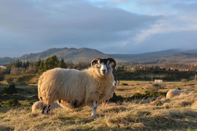 Ricky's gateway to the Highlands Tour - Key points to know before booking