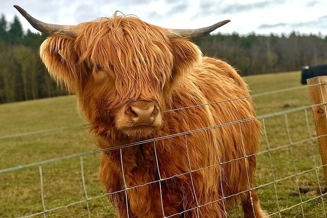 Scone Palace, Nature, Pitlochry, Whisky Experience from Edinburgh - Pitlochry gives you 40 minutes to wander