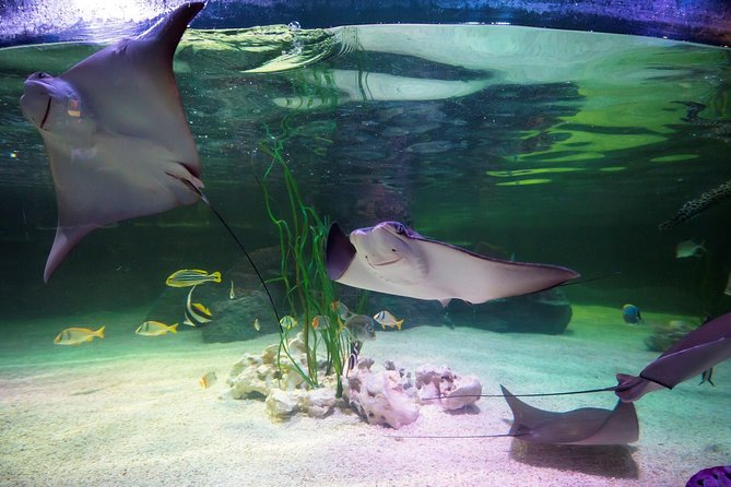 SEA LIFE Loch Lomond General Admission Ticket - A short aquarium visit with plenty to see