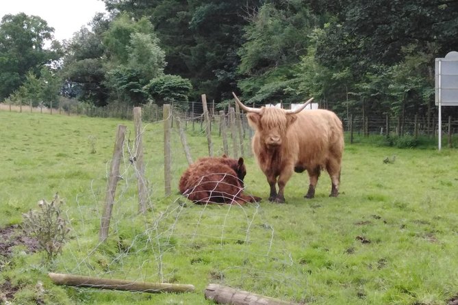 Stirling Castle, Hairy Coo's & The Trossachs - Walking the Bannockburn battlefield