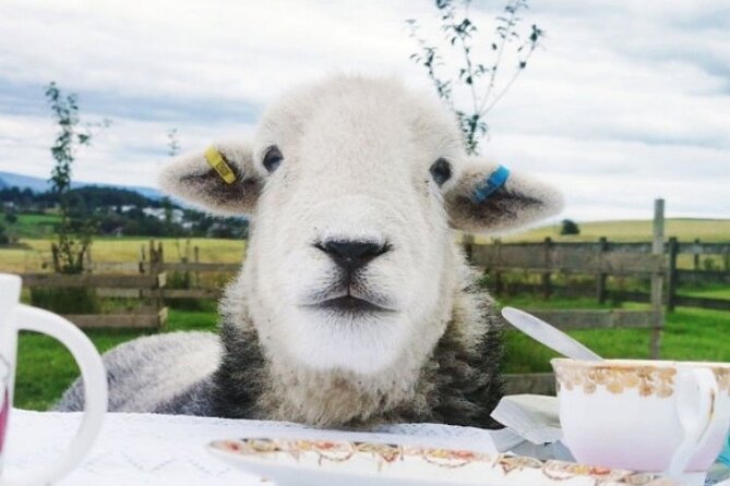 Tea with Naughty Sheep - What makes Tea with Naughty Sheep different