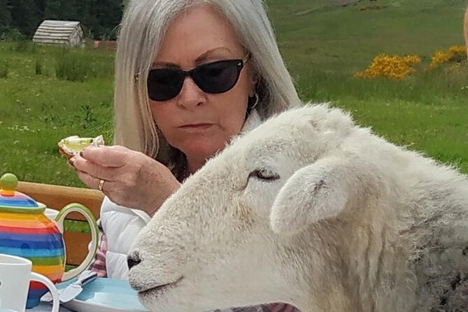 Tea with Naughty Sheep - Meeting the flock and their dreadful manners