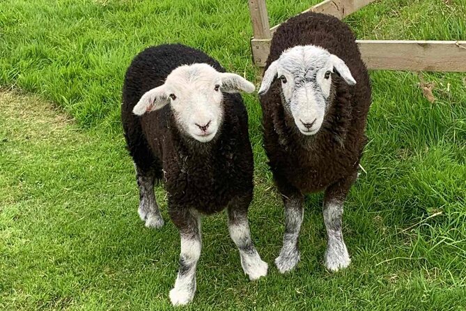 Tea with Naughty Sheep - A chance to meet lambs and photograph the sheep