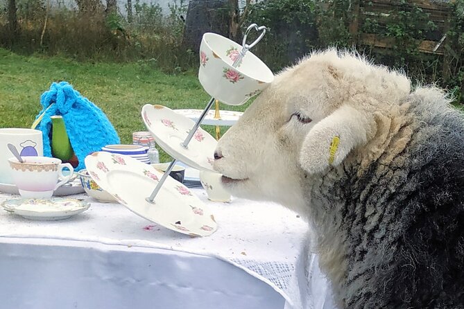 Tea with Naughty Sheep - The Loch Lomond and The Trossachs setting
