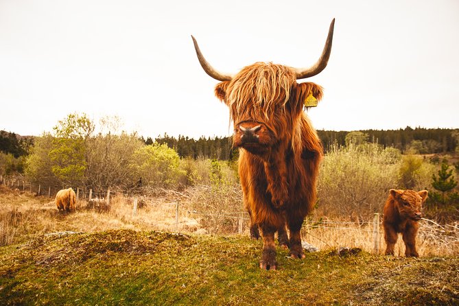 Torridon, Applecross and Eilean Donan Castle Small-Group Day Tour from Inverness - Loch Maree and the chance of golden eagles
