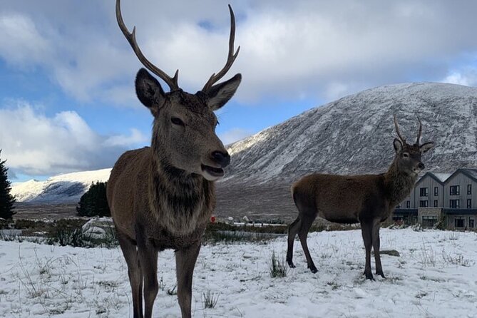 Ultimate Day tour Edinburgh: Glencoe, Highland Cows, Loch Lomond - Meeting the Highland cows at Kilmahog