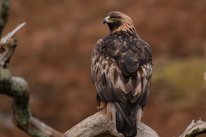 Wildlife Watching Safari by Vehicle & Walks / Photography workshops with a Guide - A four-hour search through South Skye