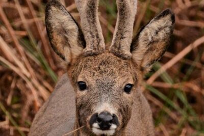 Wildlife Watching Safari by Vehicle & Walks / Photography workshops with a Guide