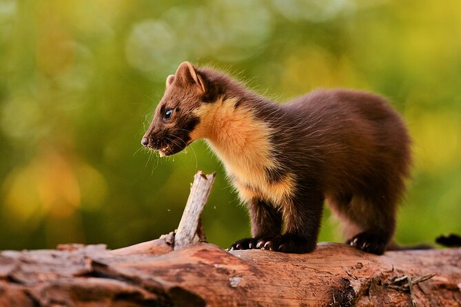 Wildlife Watching Safari by Vehicle & Walks / Photography workshops with a Guide - Plockton, shore life, and changing targets