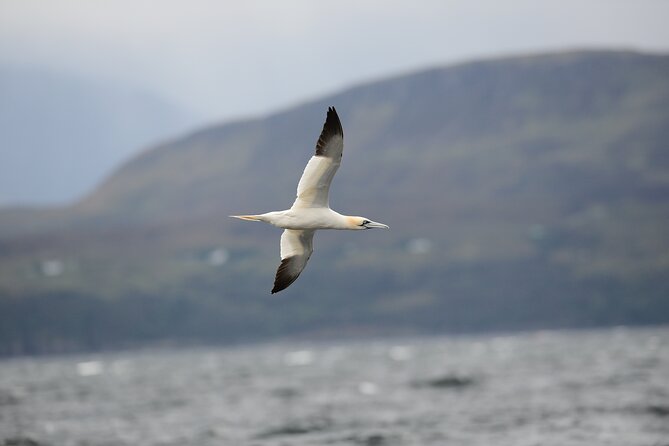 Wildlife Watching Safari by Vehicle & Walks / Photography workshops with a Guide - Meeting in Broadford and planning your day